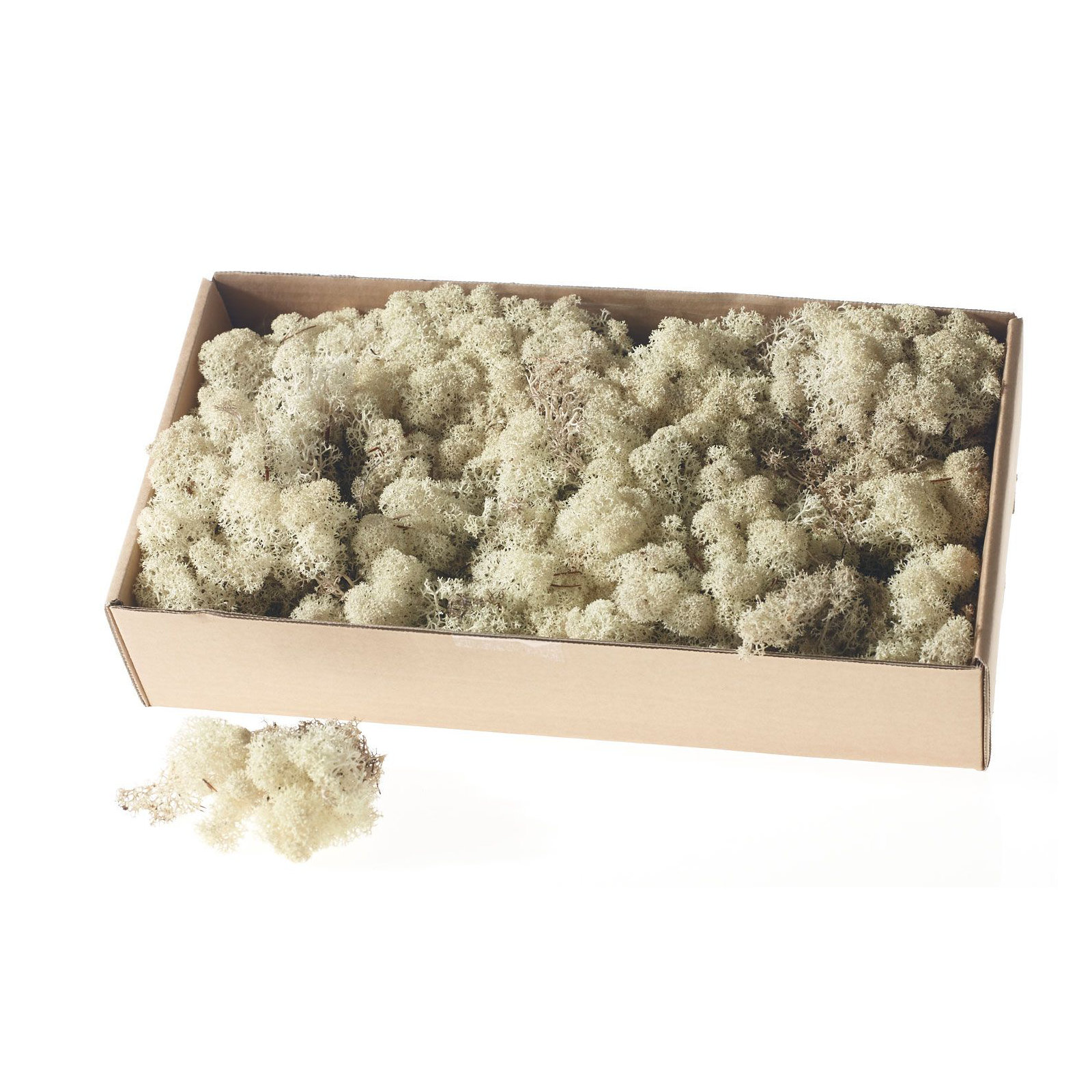 3.5'' Moss Plant, White