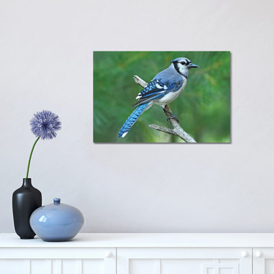 " Blue Jay " by Brian Wolf