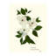 Pressed Botanical Set by Sandy Whitaker-1772074533