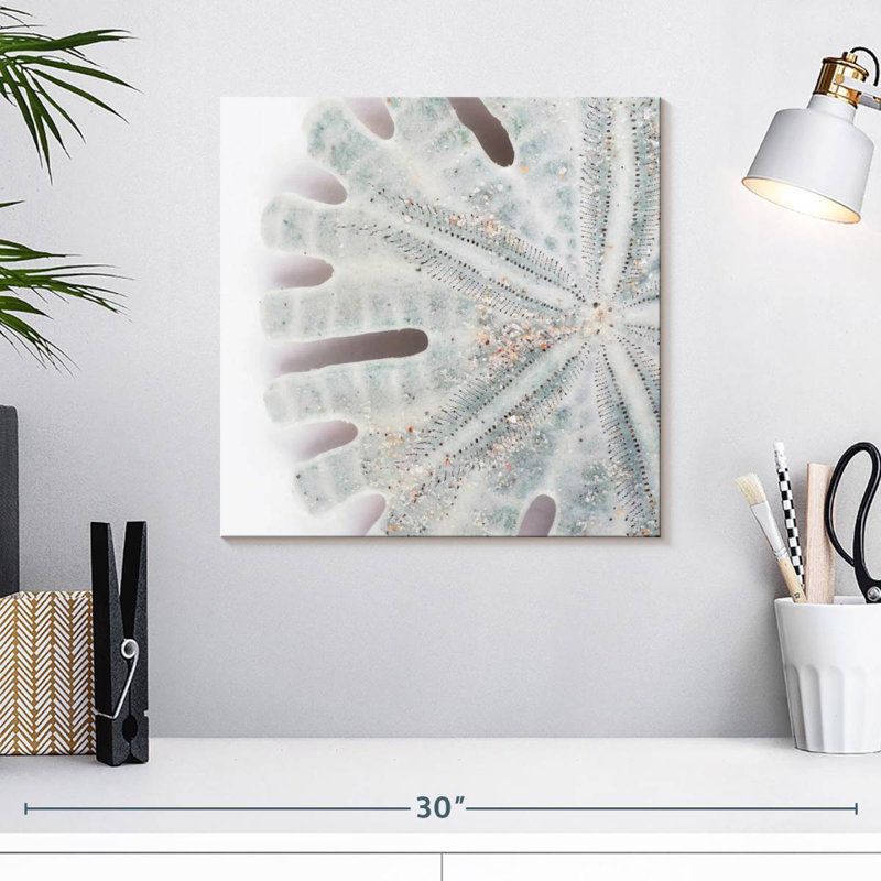 Brampt Florida Sand Dollar IV, H 16 po x l 16 po