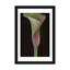 Calla Lily I, reproduction sur toile-32497715-72119271-72119272