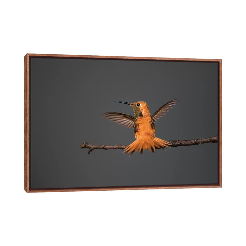 Colibri roux par Larry Ditto - impression d'art graphique, H 18 po x l 26 po x P 1,5 po, Aucun mat
