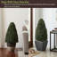 Topiaire de buis Pure Garden