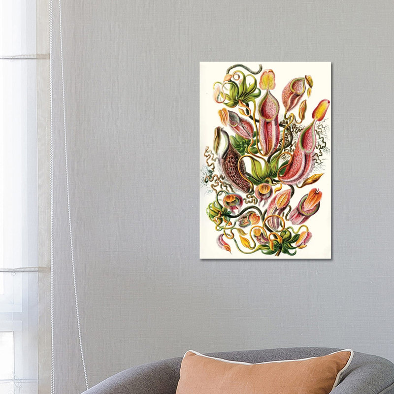 A Collection Of Nepenthaceae (Illustration From Kunstformen Der Natur), 1899 by Harold Harvey - Wrapped Canvas Print