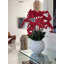 Phalaenopsis Orchid Floral Arrangement in Pot-1766237183