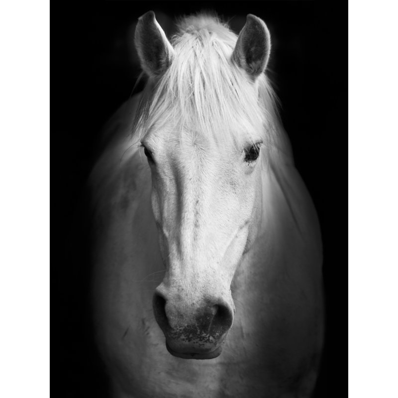 «White Horse Face», reproduction de photo sur toile tendue, H 40 po x l 30 po x P 1 po