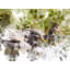 Ducks 3798 Print by Chamira Young-71200504-71200505