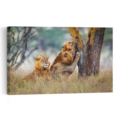 African Lions Scratching Tree Abstract Contemporary Cat Lion Landscape Nature Wall Art Print by Jeffrey C. Sink - 1 Piece Wrapped Canvas Wall Art