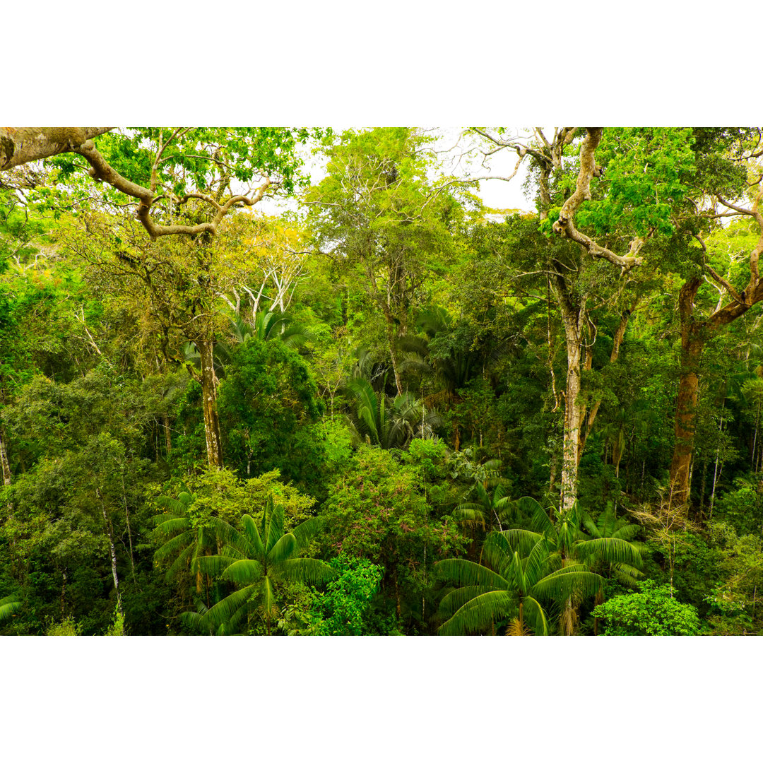 Tropical Pristine Rainforest von Zodebala - Kunstdrucke auf Leinwand ohne Rahmen