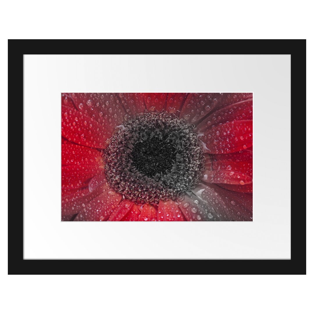 Gerahmtes Poster Rote Gerbera mit Wassertropfen