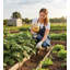 Weather Resistant Metal Plants & Flowers Garden Stake