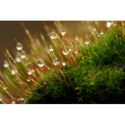 «Dripping Moss» par Alcuin - Photographie sur toile tendue