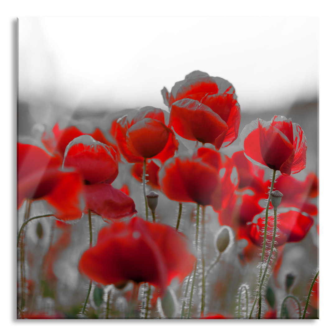 Glasbild Feuriger Mohn