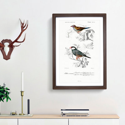 Cordonbleu & Java Sparrow Birds PL. 5A by Charles D' Orbigny - Picture Frame Painting Print