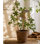 Enkianthus japonais Gant