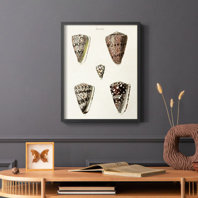 Cone Shell Collection III Framed Print - Solid Wood