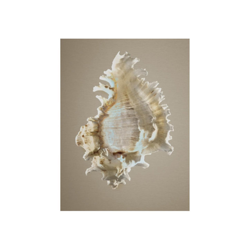 Shells On Champagne I Print by Sofia Fox, 40" H x 30" W x 1.5" D, Glass Coat