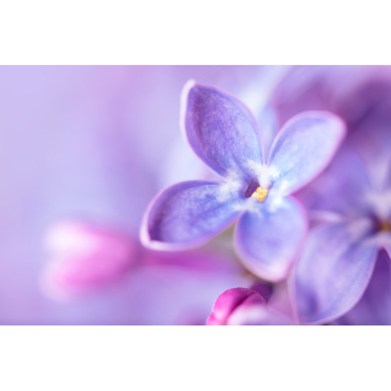 Lilac Blossom Macro by Viorika - No Frame Print on Canvas, 81cm H x 122cm W