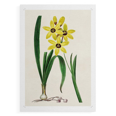 AntiqueFloralFolioVI -Canvas Print Only - NOT FRAMED