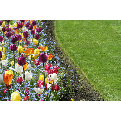 Tulipes jardin - Photographie sur toile tendue