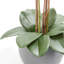FLORAL 25IN DOUBLE STEM ORCHID, WHITE-2141217218