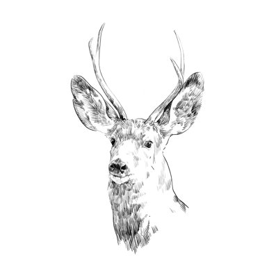 Young Buck Sketch IV by Emma Scarvey - Wrapped Canvas Print