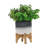 Ceramic 5" Planter On Wooden Stand