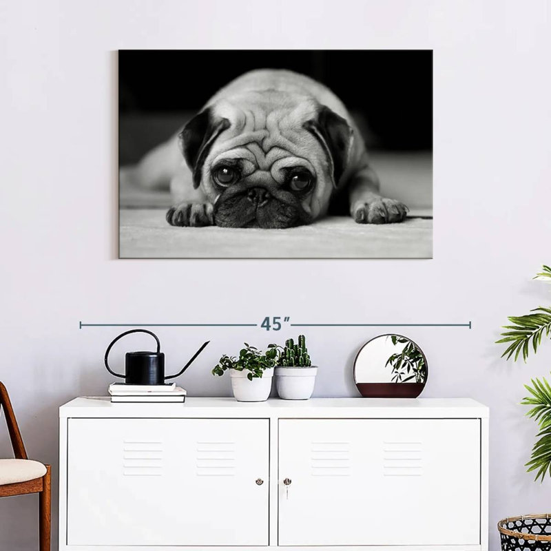 Brampt Sad Pug, 24" H x 36" W