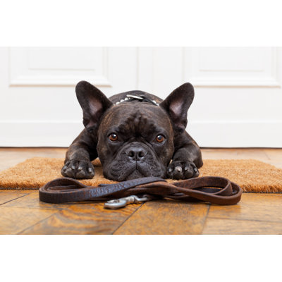 " Dog Waiting For Walk "