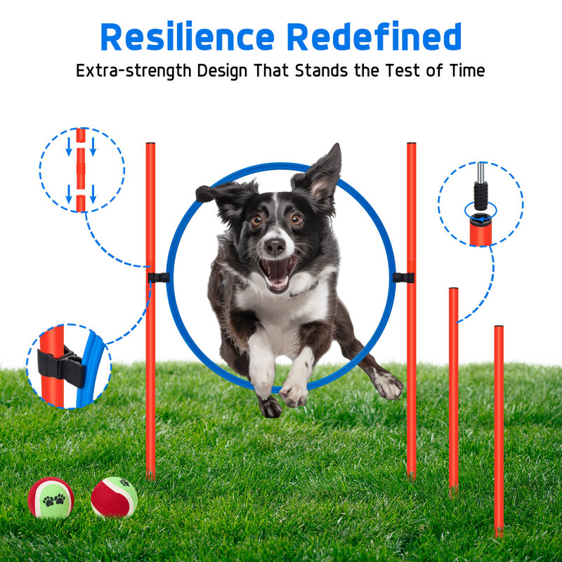 Parcours d'obstacles pour cour arrière réglable avec agilité pour chien, 5 PCS Basic avec tunnel