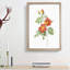Austrian Briar Rose by Pierre-Joseph Redoute - Framed Print-55456916-55456913