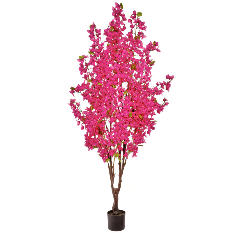 Bougainvilliers 6 pi, Rose