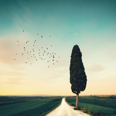 Lonely Tuscany Road - Wrapped Canvas Print
