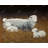 Sheep and Lambs Farm Animals Placemat - Rustic Home Decor