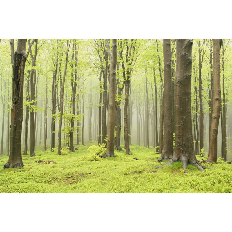 Enchanted Spring Forest - Wrapped Canvas Print, 81cm H x 122cm W