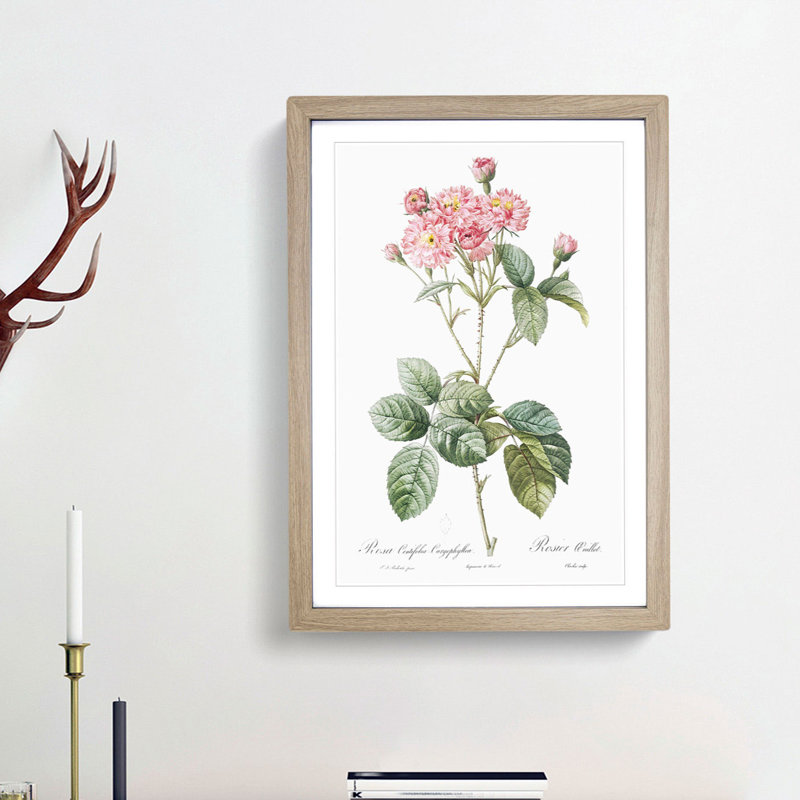 Cabbage Rose in Pink by Pierre-Joseph Redoute - Picture Frame Art Print, 48cm H x 36cm W x 2cm D, Oak Framed