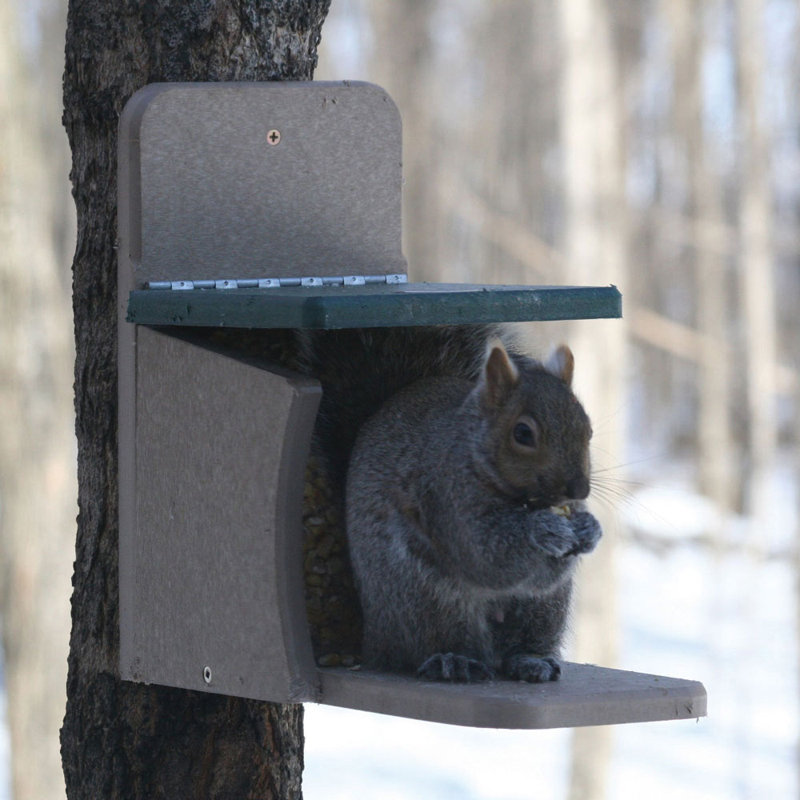 Pole Squirrel Feeder
