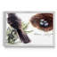 «Bird and Nest Study I», impression sur toile encadrée-1664960153-1664960154