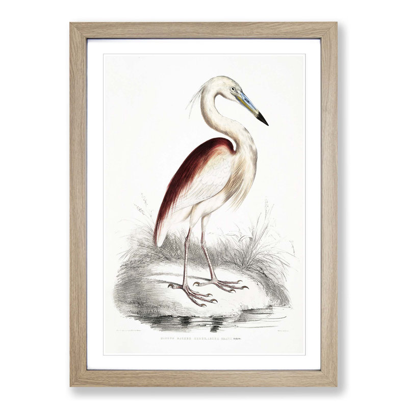 Maroon-Backed Heron by John Edward Gray - Framed Print, 65cm H x 48cm W x 2cm D, Oak Framed