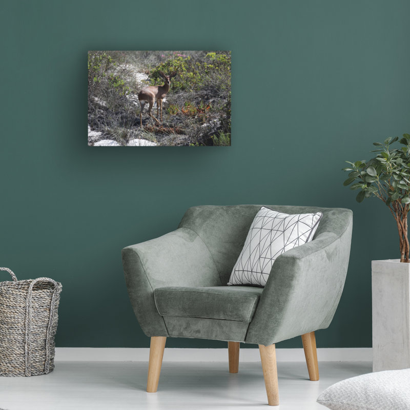 Bolog Bob Langrish Steenbok Canvas Art, 30" H x 47" W