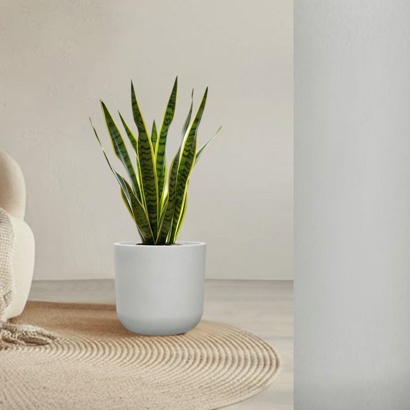 11" H Plastic Cylinder Plant Pots, Flower pot for Indoor Plants with Drainage Holes and Plug, Outdoor Garden Planters, Weather-Resistant and UV-Resistant, Modern Decorative for Home, Chalk Beige