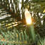 Happy Hill Pine Tree