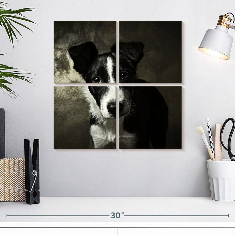 Chiot Border Collie de Brampt, H 18 po x l 18 po
