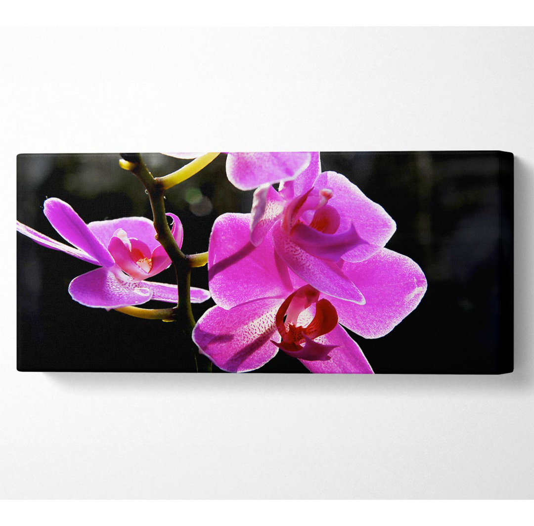 Orchidee im Sonnenlicht - Kunstdrucke auf Leinwand