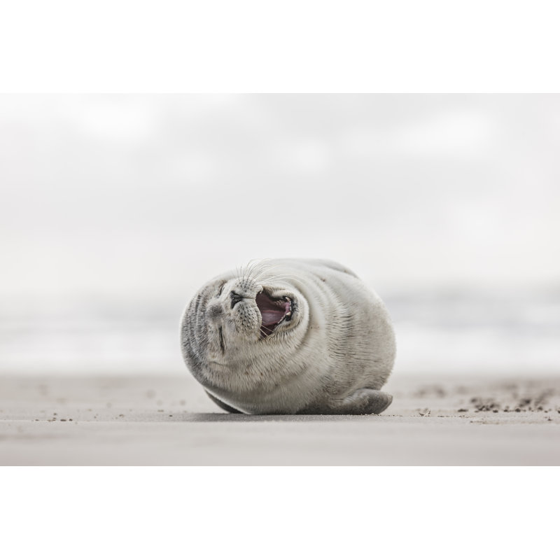 Little Smiling Seal - Wrapped Canvas Print, 61cm H x 91cm W x 3.8cm D