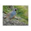 Gros plan sur Califonia Quail Art, impression de coq majestueux, art mural