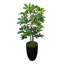 Schefflera dans un pot rond en pierre