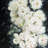 Garden roses - 32"x32" art on canvas