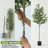 Forest Faux Eucalyptus Tree for Indoor Office House, Garden Decor-177481716