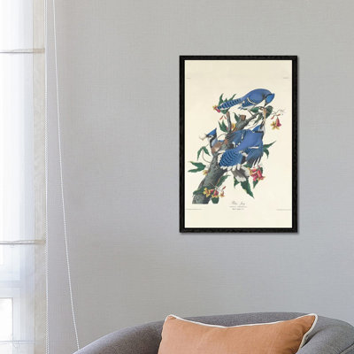Blue Jay, 1831 by John Audubon - Print on Canvas